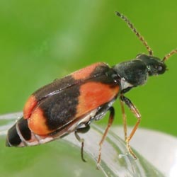 FotD